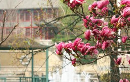 校园风光